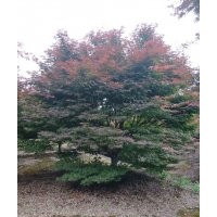 供應精品雞爪槭紅楓海棠桂花紅梅櫻花紅葉石楠