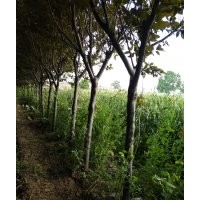 種植家庭農(nóng)場(chǎng)紫葉李5至8,紅葉李5至8,西服海堂5至8