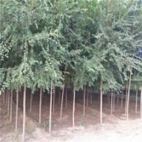 榆樹產(chǎn)地，榆樹，9公分榆樹價格