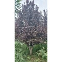 供應(yīng)3-25公分雞爪槭紅楓海棠紅葉李桂花紅梅櫻花無(wú)患子