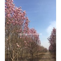 紅玉蘭
