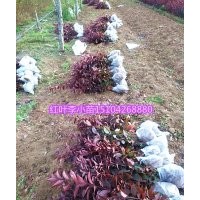 烏魯木齊紅葉李/甘肅四季玫瑰