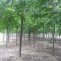 供應(yīng)全國白蠟、白蠟樹苗、白蠟種植技術(shù)
