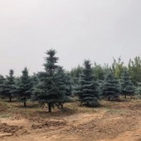 科羅拉多藍(lán)杉