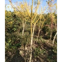 直供花灌木、球形植物、樟樹