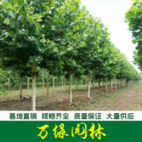 法國梧桐