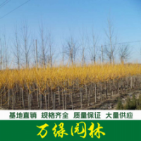 金枝國槐