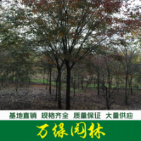 櫸樹