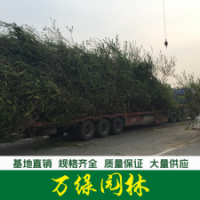 碧桃