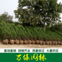 塔檜