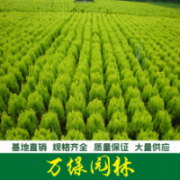 灑金柏