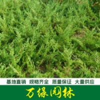 地柏