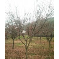 供應精品雞爪槭紅楓海棠紅葉李羽毛楓櫻花無患子