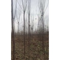 5公分楸樹 處理20000棵