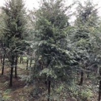 低價處理桂花、紅豆杉