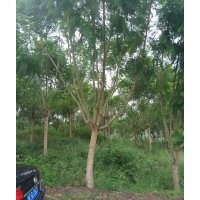 出售藍花，15公分到25公分的
