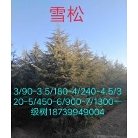 雪松