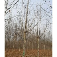 15公分國槐價(jià)格