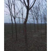 8公分五角楓三級(jí)樹(shù)5000顆出售