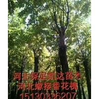保定凱達(dá)苗木低價(jià)出售香花槐 刺槐 國槐