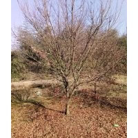 雞爪槭紅楓海棠紅梅羽毛楓羅漢松櫻花出售