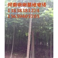 精品楸樹(shù)7公分