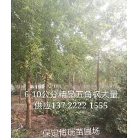五角楓_金葉白蠟價格_金葉國槐報價_香花槐基地