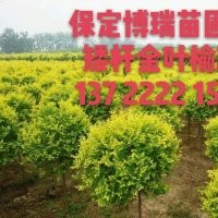 金葉榆基地，合歡價(jià)格，法桐報(bào)價(jià)，河北金葉白蠟