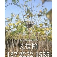10公分金葉榆報價，8公分長枝榆價格，白榆基地