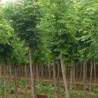 供應(yīng)白蠟，精品白蠟，各種規(guī)格白蠟