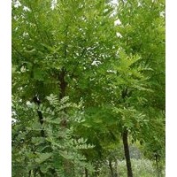 供應(yīng)國槐，精品國槐，各種規(guī)格國槐，老式國槐