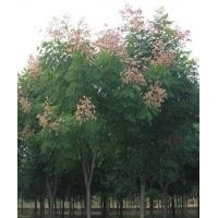 供應欒樹，各種規(guī)格欒樹，花型好