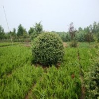 40公分火棘苗的批發(fā)價(jià)格