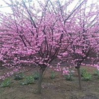 基地3公分榆葉梅樹苗的價(jià)格