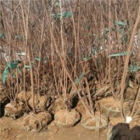 產(chǎn)地大量2公分的臘梅花苗，都是精品低價(jià)苗