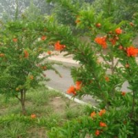 牡丹花石榴基地各種規(guī)格的價(jià)格