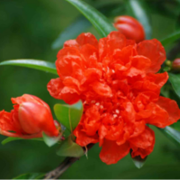 花石榴基地大量?jī)?yōu)質(zhì)花石榴苗，品質(zhì)保證