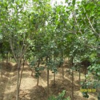 地徑9公分丁香樹批發(fā)價(jià)格是320元