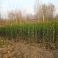 大型的北海道黃楊基地，1.2米的報價是3.5元