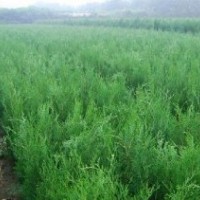 營養(yǎng)缽側(cè)柏苗 白皮松苗