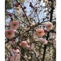 宮粉梅 梅花