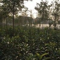 供應(yīng)法國(guó)冬青/青珊瑚