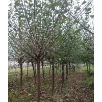供應大規(guī)格紅梅及紅梅梅樁5到25公分