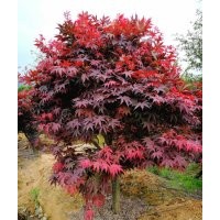 垂絲海棠，紅豆杉，櫻花，藍(lán)莓，雞爪槭，青楓，桂花