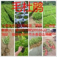 福建千萬毛杜鵑芽苗基地1毛，泉州毛杜鵑地苗價格，福建毛杜鵑杯