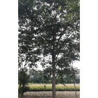 供應(yīng)各種喬木