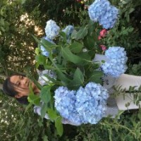 無盡夏繡球花