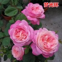 大量供應月季花苗夢光環(huán)