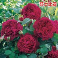 大量供應月季花苗莎士比亞2000