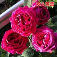 大量供應月季花苗雙人芭蕾